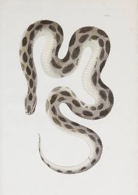 13313
<br/>
An account of Indian Serpents, collected on the coast of Coromandel; containing descriptions and drawings of each species; together with experiments and remarks on their several poisons.
<br/>
<em></em>